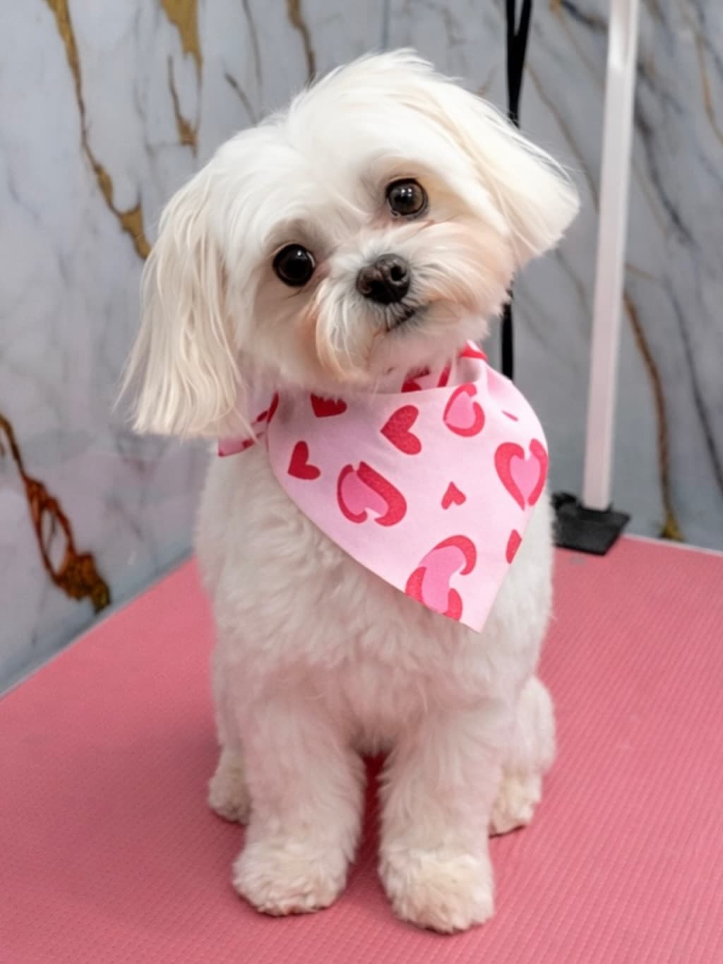 Yorkshire Terrier tuns